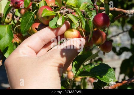 La mano di una donna che raccoglie mele dal melo nel frutteto, primo piano Foto Stock
