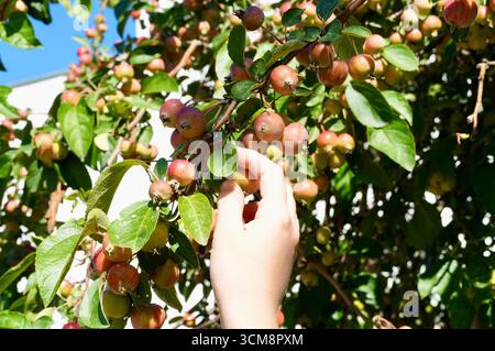 Femmina che raccoglie a mano mele mature da un albero in un frutteto. Foto Stock