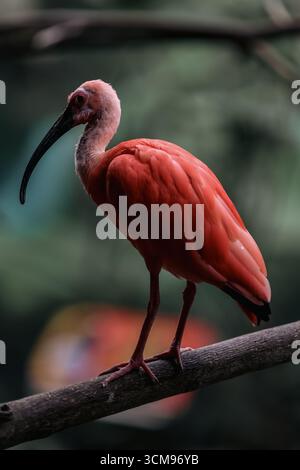 Un Ibis Scarlet (Eudocimus ruber) si erge elegantemente su un ramo d'albero, mostrando un vivace piumaggio rosso, un lungo becco curvo e la bellezza degli uccelli tropicali. Foto Stock
