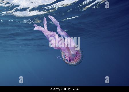 Meduse luminose (Pelagia noctiluca) in rosa pallido nel mare blu profondo. Sito di immersione riserva marina Cap de Creus, Rosas, Costa Brava, Spagna, Mediterran Foto Stock