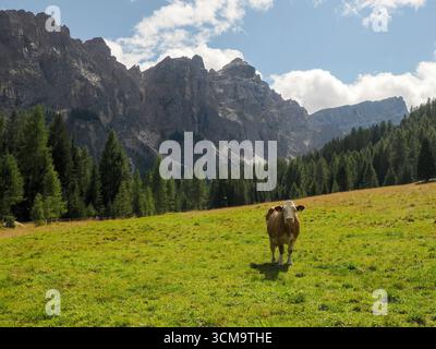 particolare mucca alpina nelle montagne delle dolomiti Foto Stock