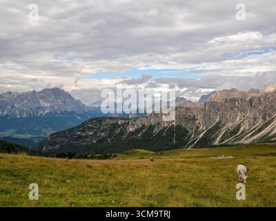 particolare mucca alpina nelle montagne delle dolomiti Foto Stock