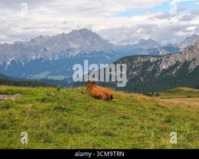 particolare mucca alpina nelle montagne delle dolomiti Foto Stock