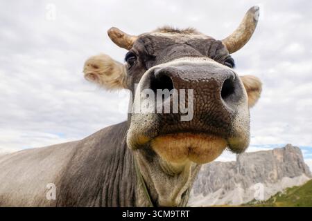 particolare mucca alpina nelle montagne delle dolomiti Foto Stock