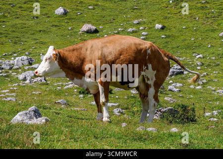 particolare mucca alpina nelle montagne delle dolomiti Foto Stock