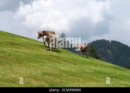 particolare mucca alpina nelle montagne delle dolomiti Foto Stock