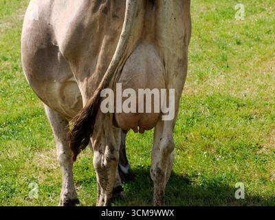 particolare mucca alpina nelle montagne delle dolomiti Foto Stock