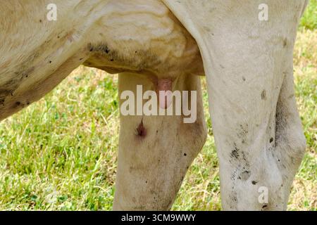 particolare mucca alpina nelle montagne delle dolomiti Foto Stock