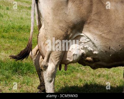 particolare mucca alpina nelle montagne delle dolomiti Foto Stock