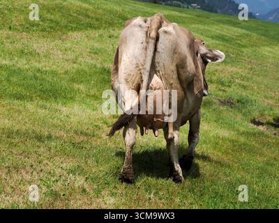 particolare mucca alpina nelle montagne delle dolomiti Foto Stock