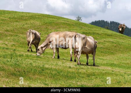particolare mucca alpina nelle montagne delle dolomiti Foto Stock