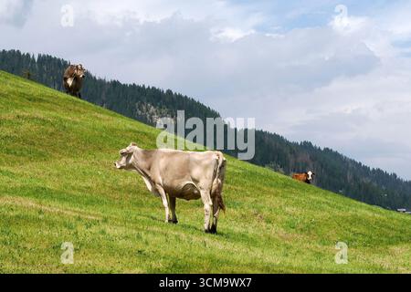 particolare mucca alpina nelle montagne delle dolomiti Foto Stock