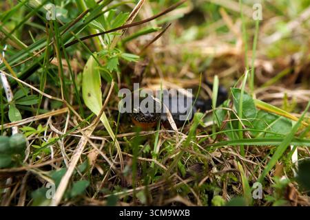 Ichthyosaura alpestris salamandra alpina sulle montagne delle dolomiti Foto Stock