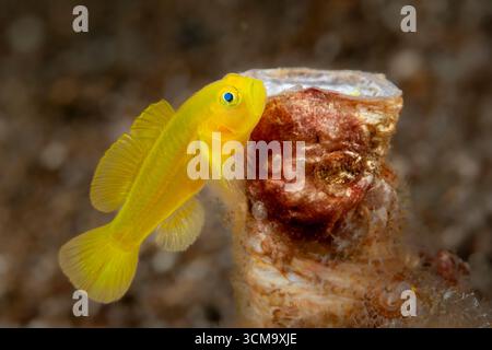 Yellow Pygmy-goby, Lubricogobius exiguus, Mabini, Luzon, Mar delle Filippine, Filippine Foto Stock