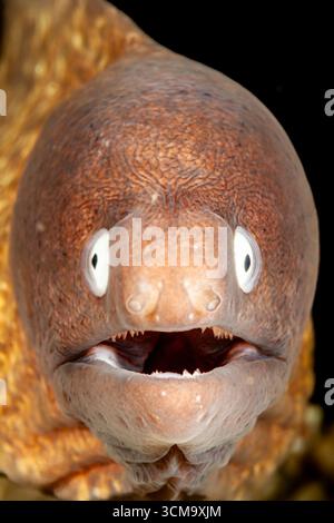 Moray dagli occhi bianchi, Sidera prosopeion, Mabini, Luzon, Mar delle Filippine, Filippine Foto Stock