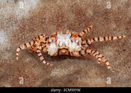 Mosaic Boxer Crab, Lybia tessellata, Mabini, Luzon, Mar delle Filippine, Filippine Foto Stock