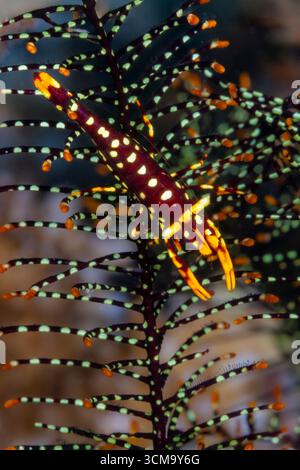 Gambero commensale di Crinoid, Periclimenes amboinensis, Loon, Bohol, stretto di Cebu, mare delle Filippine, Filippine Foto Stock