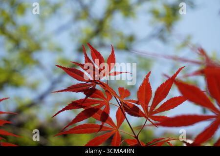 Yangzhou(Jiangsu), Cina: Yipu Garden Foto Stock
