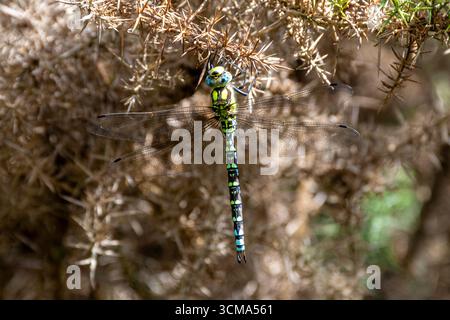 Dragonfly del sud (Aeshna cyanea) maschio su cespuglio di gorse nell'Hampshire, Inghilterra, Regno Unito, durante la fine dell'estate Foto Stock