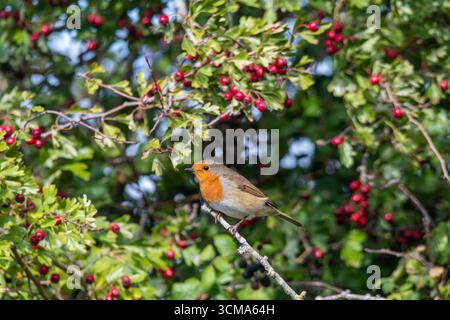 Robin (erithacus rubecula, European robin), uccello arroccato tra le bacche di biancospino rosso in un albero di biancospino (Crataegus monogyna) in autunno, Inghilterra, Regno Unito Foto Stock