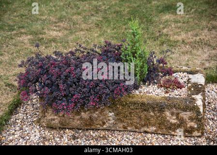 Grande vasca di pietra coperta di muschio piantata con piante alpine Foto Stock