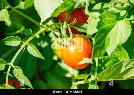 Nella contea di Waukesha, Wisconsin, questa fotografia dei primi di settembre cattura un primo piano di pomodori ciliegini verdi e arancioni maturi, Solanum lycopersi Foto Stock