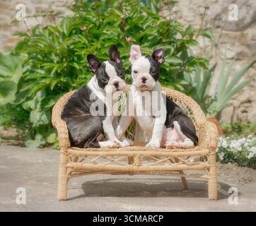 Due giovani cani Boston Terrier, cuccioli neri con segni bianchi, chiamati anche Boston Bulls, seduti fianco a fianco su una piccola panchina di vimini in un giardino Foto Stock