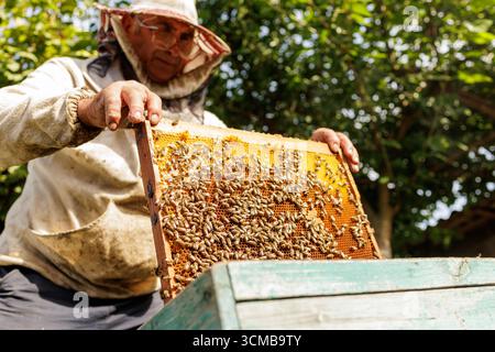 Le mani sollevano una fitta cornice di covata da un alveare in un apiario rurale, ideale per storie sulla produzione di miele, sull'impollinazione e sull'agricoltura sostenibile. Foto Stock