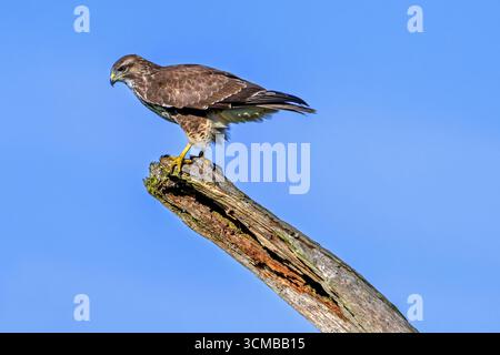 Buzzardo comune (Buteo buteo) arroccato sul tronco morto dell'albero contro il cielo blu Foto Stock