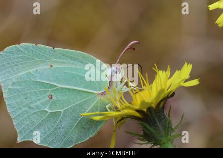 Una farfalla Brimstone, Gonepteryx rhamni, con la sua proboscide estesa mentre si nutre da un fiore giallo. Spagna Foto Stock