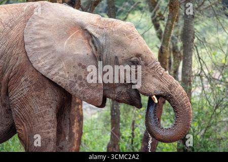 Un primo piano di un elefante che beve acqua Foto Stock
