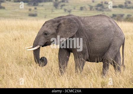 Elefante singolo che pascolano nelle pianure della riserva nazionale di Masai Mara Foto Stock