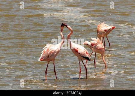 Spettacolare stormo di fenicotteri rosa con due combattimenti nel cratere di Ngorongoro, Tanzania Foto Stock