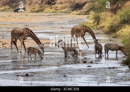 Safari di una giraffa e una mandria di zebre che beve da un letto di fiume nel Parco Nazionale del Tarangire Foto Stock