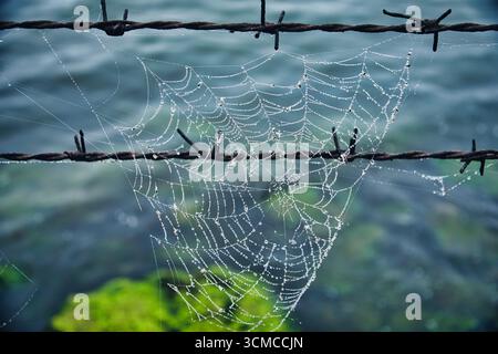Rete ragno coperta di rugiada sulla recinzione di filo spinato Foto Stock
