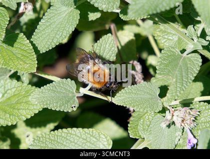 Api cardine, Ackerhummel, Bourdon des champs, Bombus pascuorum, mezei poszméh, Budapest, Ungheria, Magyarország, Europa Foto Stock
