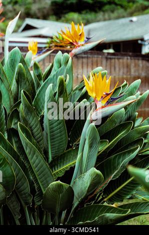 Uccelli paradisiaci che fioriscono nel cortile posteriore Foto Stock