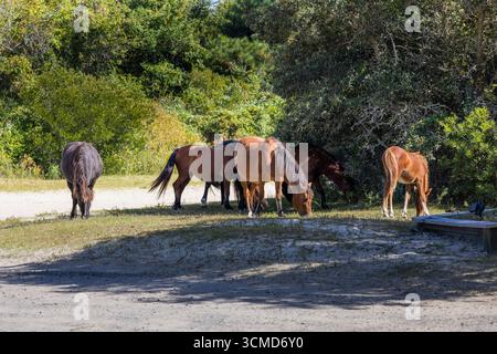 Foto di cavalli selvaggi sulle Outer Banks della North Carolina Currituck County Outer Banks durante le vacanze estive Foto Stock