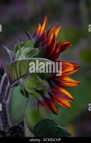Un primo piano di un bocciolo di girasole che mostra un'arancia vivace e petali rossi che sbirciano. La messa a fuoco evidenzia le complesse texture delle foglie e dei petali. Foto Stock