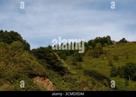 Una collina illuminata dal sole coperta da una fitta vegetazione verde e alberi si estendono sotto un cielo azzurro. Baia di Tikhaya nel mare di ​​Okhotsk, Sakhalin I. Foto Stock