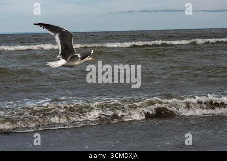 Un gabbiano scivola in basso sopra le onde con ali spalmate, il suo piumaggio bianco e grigio che contrasta con il mare ondulato più scuro e la schiumosa vela belo Foto Stock