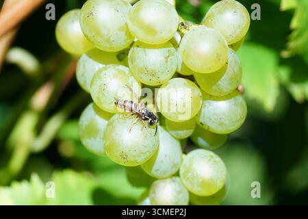 Vespa comune (Vespula vulgaris) su un mazzo di uva. Mangiare da un'uva verde, matura. Vespidi di famiglia. Paesi Bassi, settembre Foto Stock