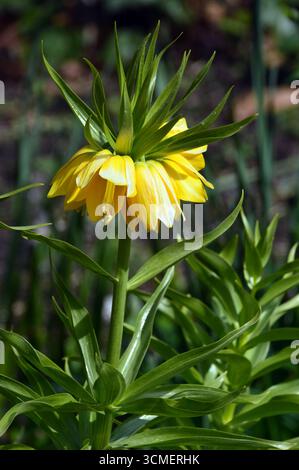 Singola Corona imperiale gialla (Fritillaria Imperialis) in mostra ai confini presso RHS Garden Harlow Carr, Harrogate, Inghilterra, Regno Unito. Foto Stock