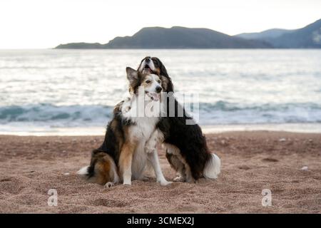 Due cani giocosi, Collie e Cavalier Spaniel, che corrono nel prato panoramico Foto Stock