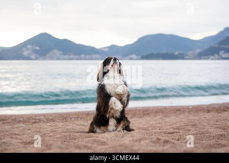 Spaniel che gioca sulla sabbia con montagne panoramiche alle spalle Foto Stock