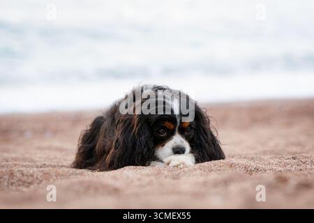 Il Cavalier King Charles Spaniel corre liberamente all'aperto Foto Stock