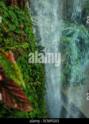 Splendida cascata d'acqua circondata da piante verdi nella Cloud Forest di Singapore. Foto Stock