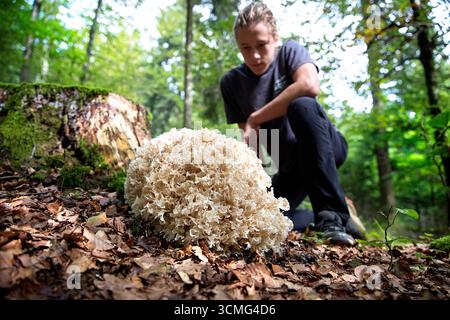 Gigantic Sparassis crispa, una specie di fungo della famiglia Sparassidaceae. fungo di cavolfiore o fungo di cavolfiore, ragazzo che guarda il fungo Foto Stock