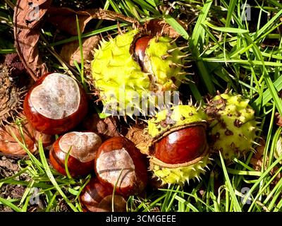 Conkers nella campagna inglese Foto Stock