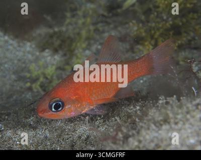 Piccolo pesce rosso, re delle triglie (Apogon imberbis), sopra il fondo marino, grandi occhi e colori vivaci. Sito di immersione El Cabron Marine Reserve, Arinaga, Gran Canari Foto Stock
